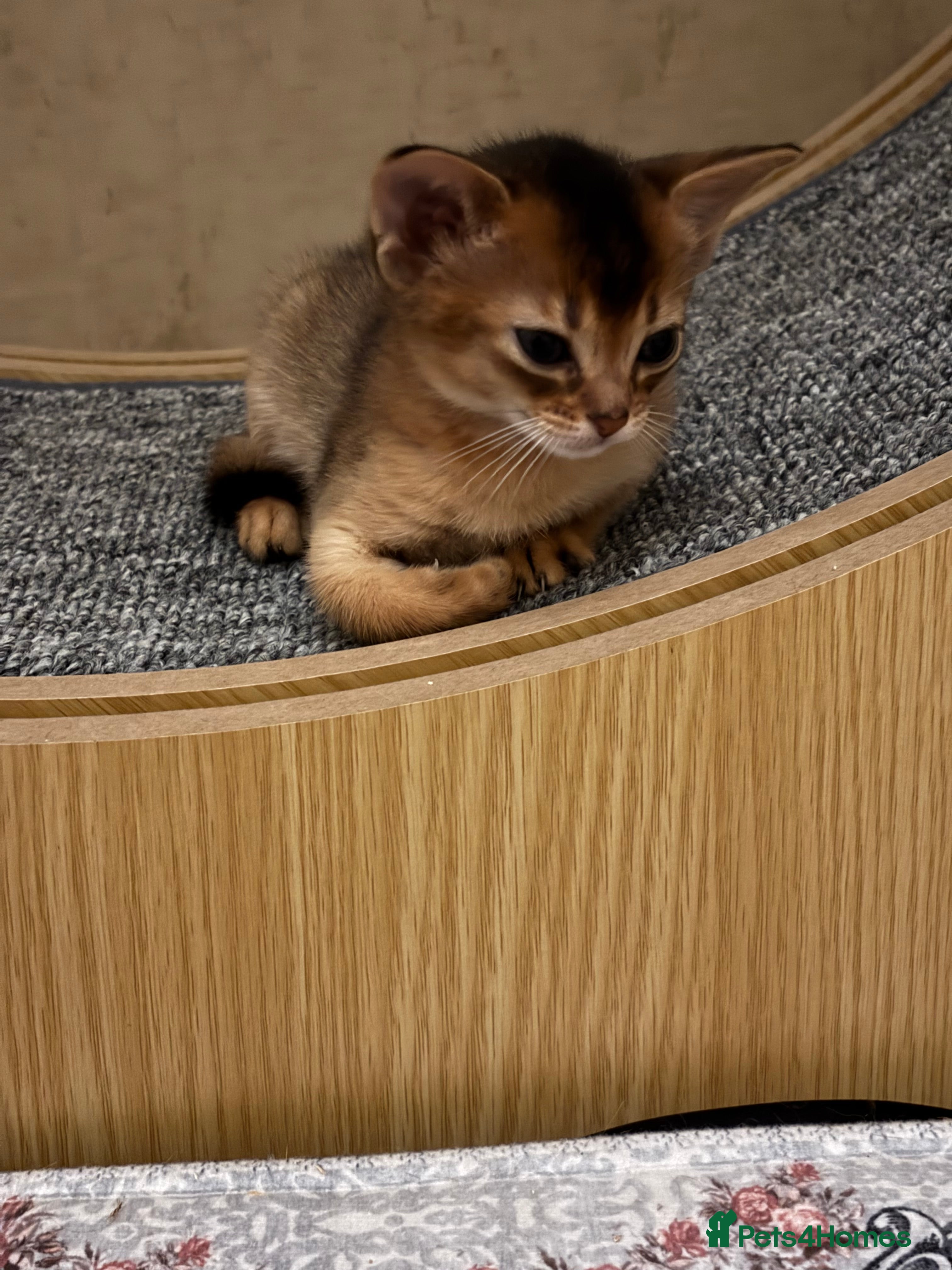 Abyssinian cats Female (last one) - Advert 1