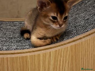 Abyssinian cats Female (last one) - Advert 1