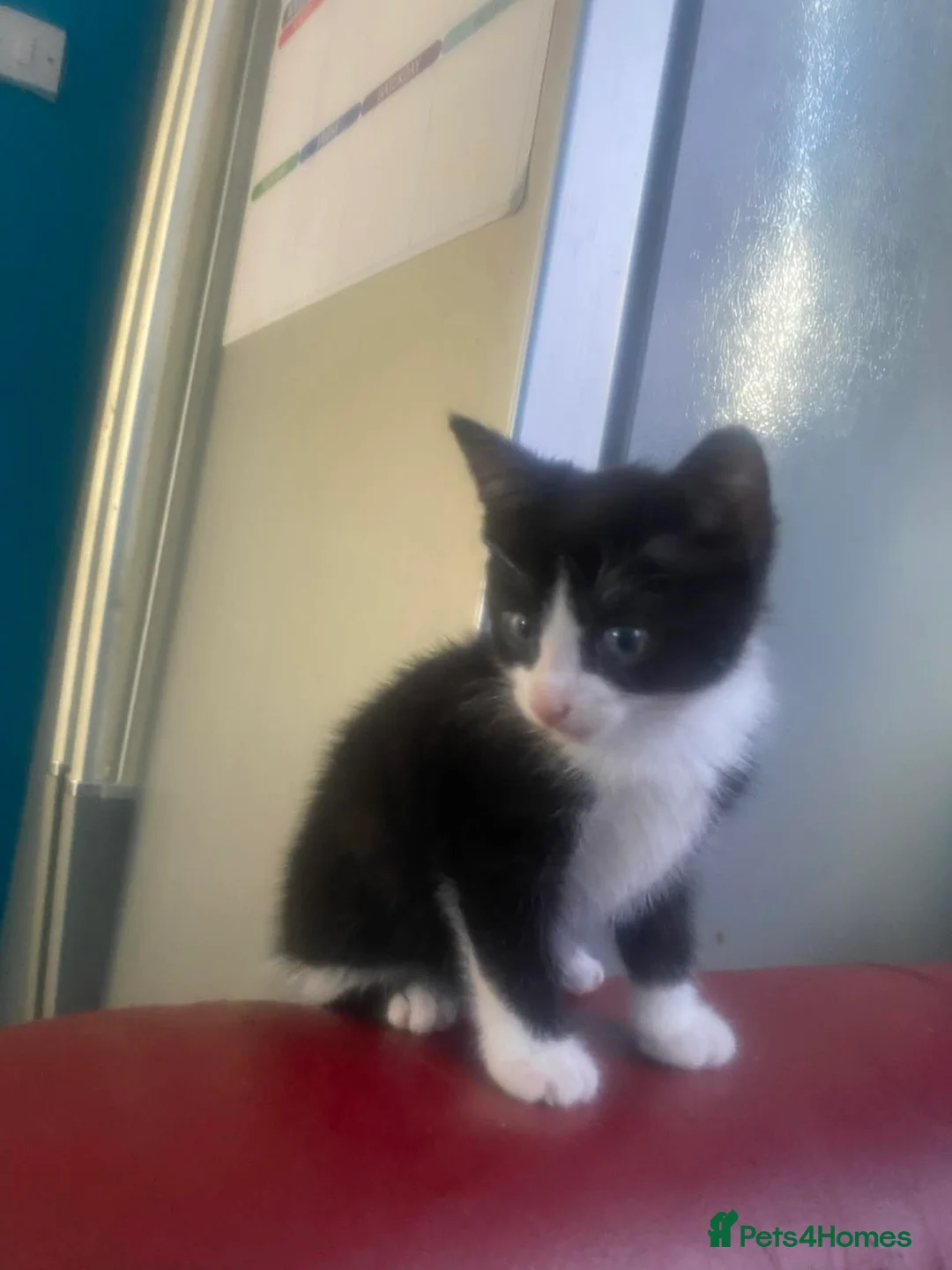 Mixed Breed cats for sale: Mix breed kitten in Middlesbrough - Advert 6