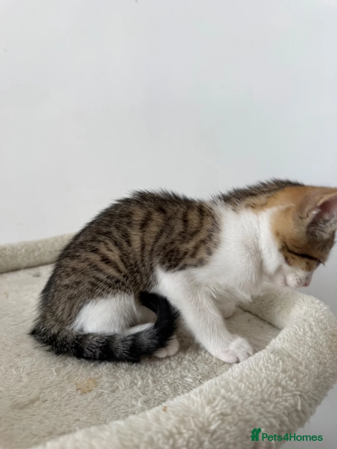 Mixed Breed cats for sale: Posey, female mixed breed - Advert 9