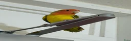Lovebirds birds for sale: Pair of Peach-Faced Lovebirds – Mango & Pistachio - Advert 7