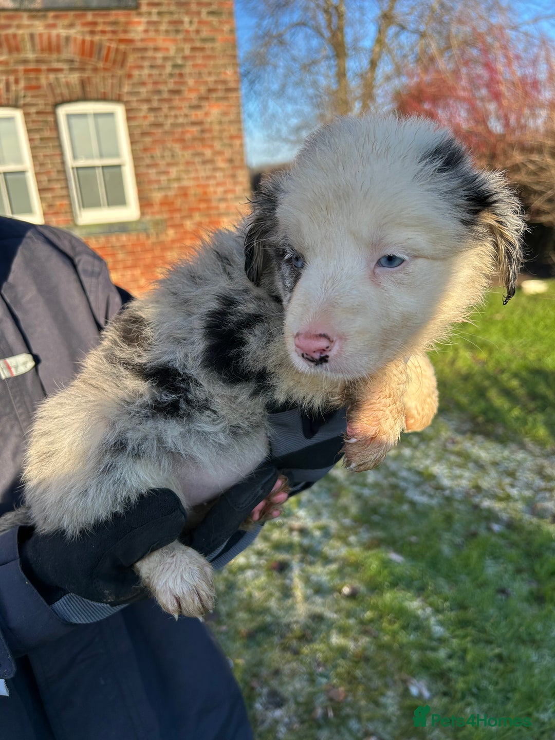 Border Collie dogs for sale: BEAUTIFUL BORDER COLLIE PUPS - Advert 18