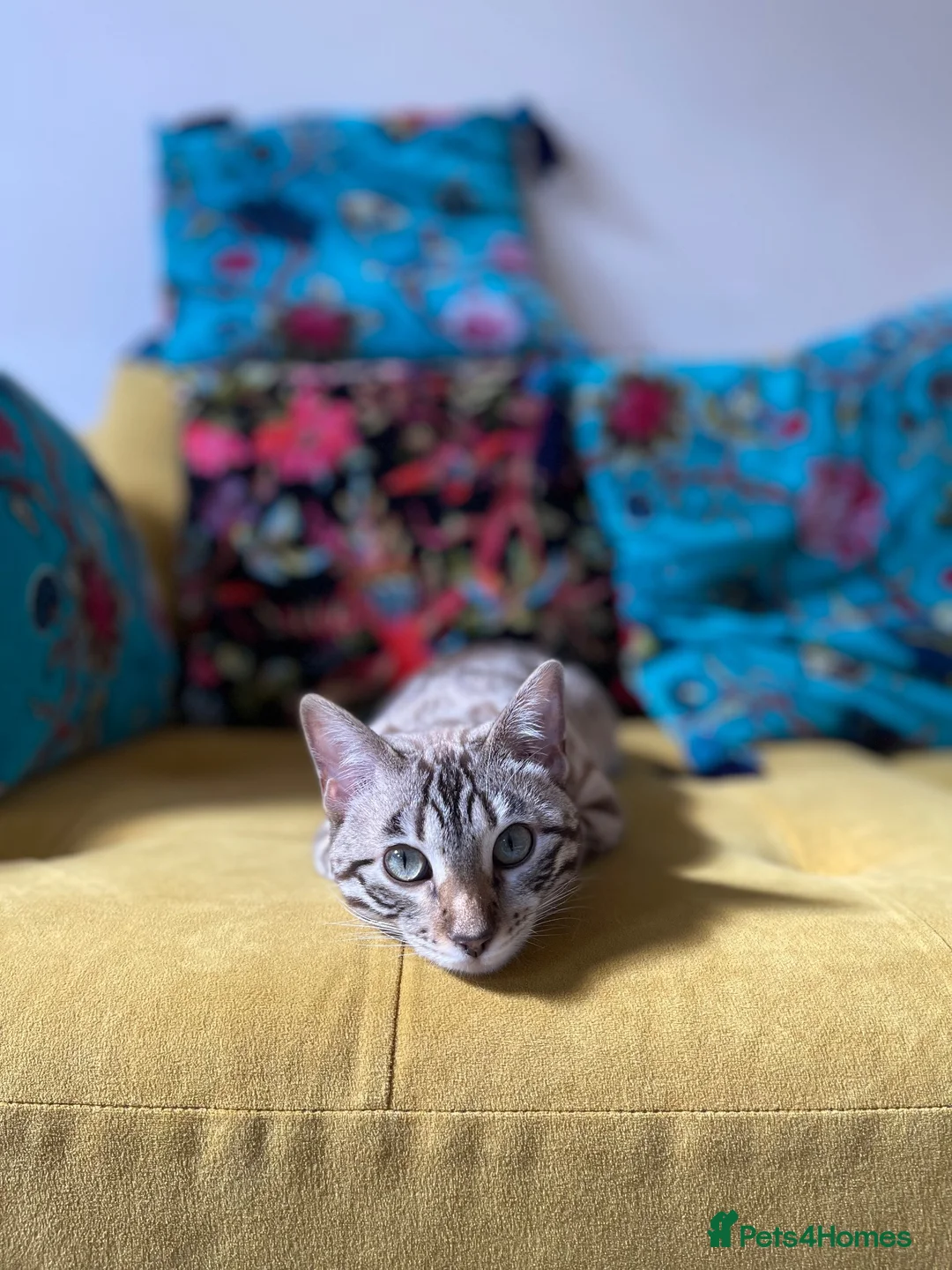 Bengal cats for sale: 5 year old Snow Mink bengal.  in Woodford Green - Advert 1