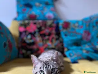Bengal cats 5 year old Snow Mink bengal. - Advert 2