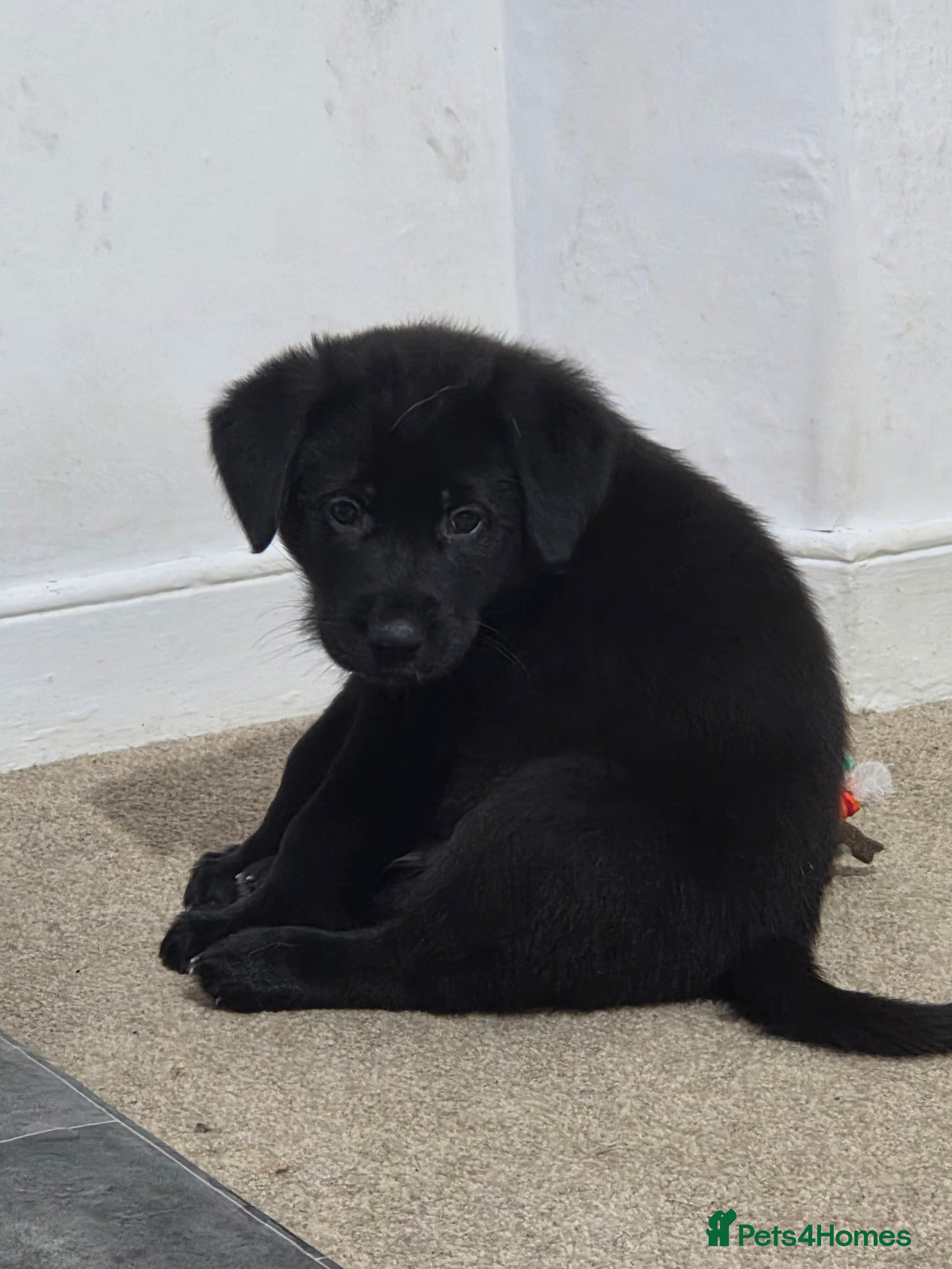 Mixed Breed dogs 🌟German Shepherd x Labrador Retriever Puppies 🌟 - Advert 15