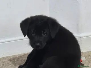 Mixed Breed dogs 🌟German Shepherd x Labrador Retriever Puppies 🌟 - Advert 14
