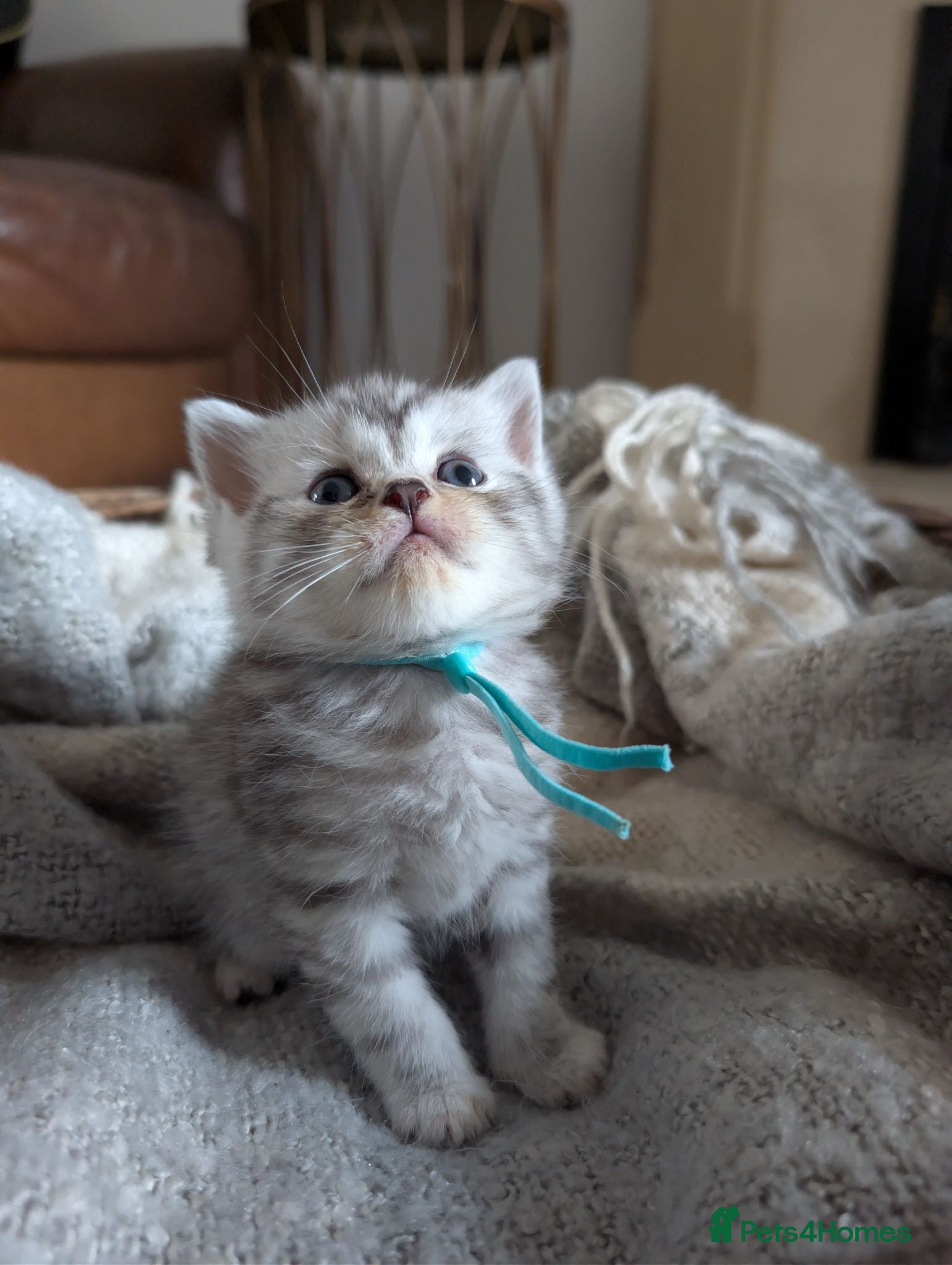 British Shorthair cats Full British shorthairs  - Advert 10