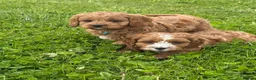 Cavapoo dogs for sale: Toy Cavapoo Puppies - Advert 2