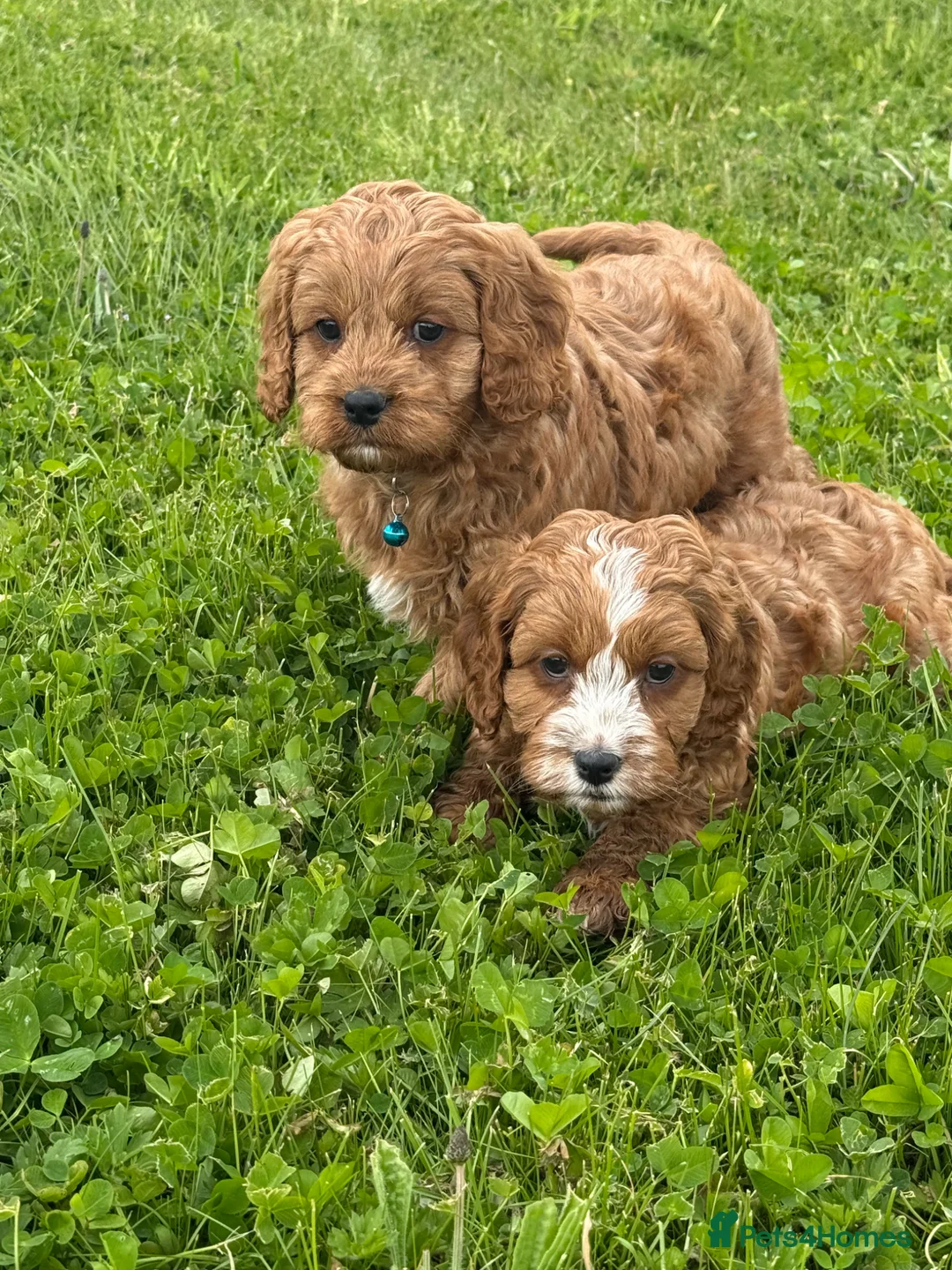 Cavapoo dogs for sale: Toy Cavapoo Puppies - Advert 2