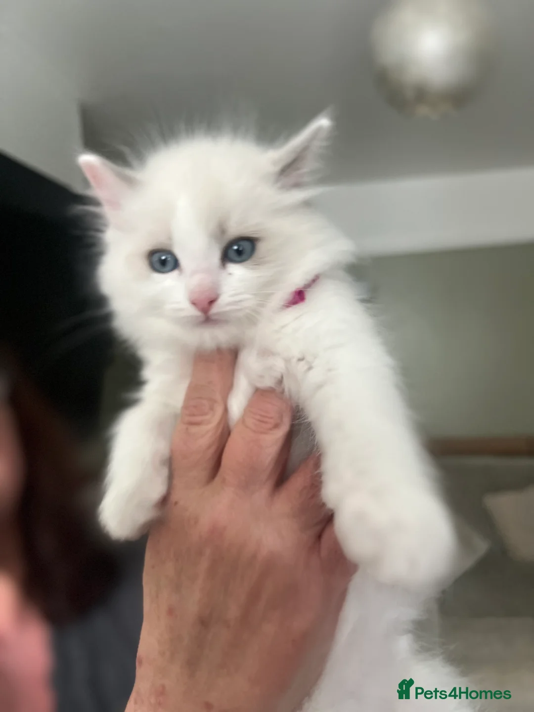 Ragdoll cats for sale: Stunning ragdolls looking for 5* homes.  - Advert 2