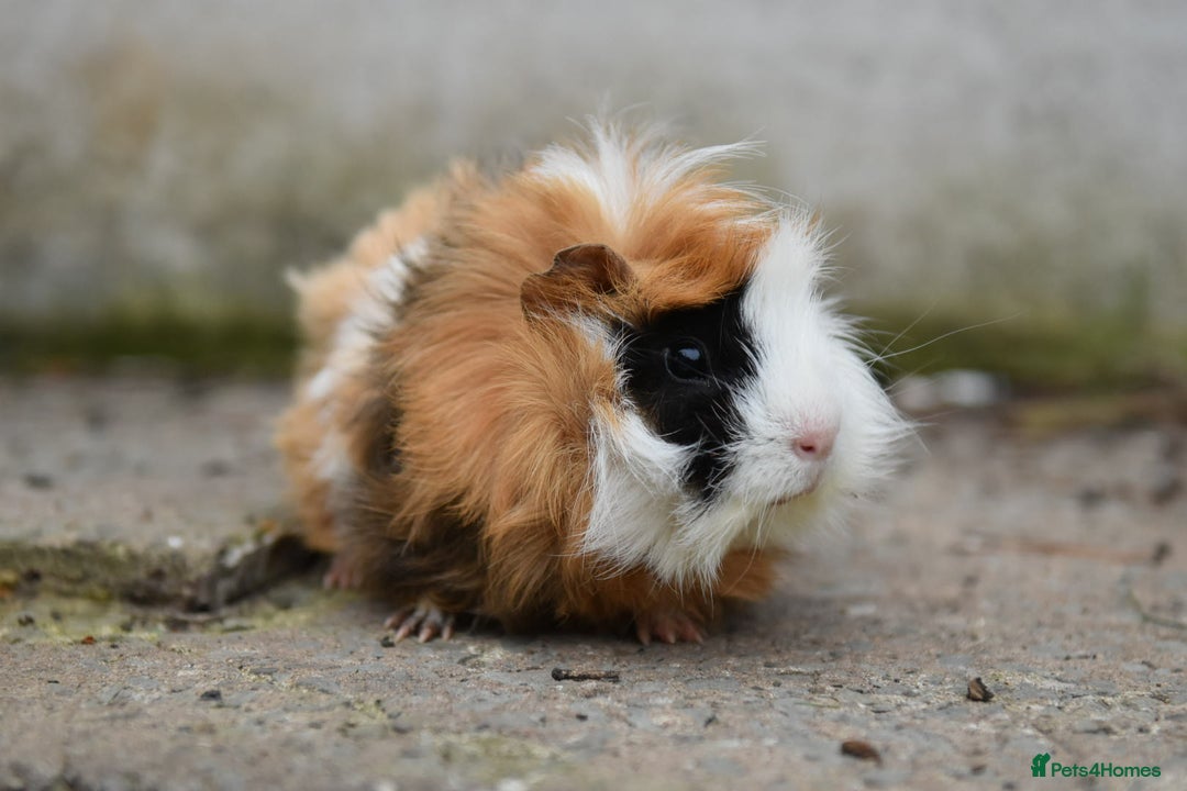 Guinea Pig rodents for sale: 9 Month Old Male Guinea Pigs Looking For Homes in Wigan - Image 13