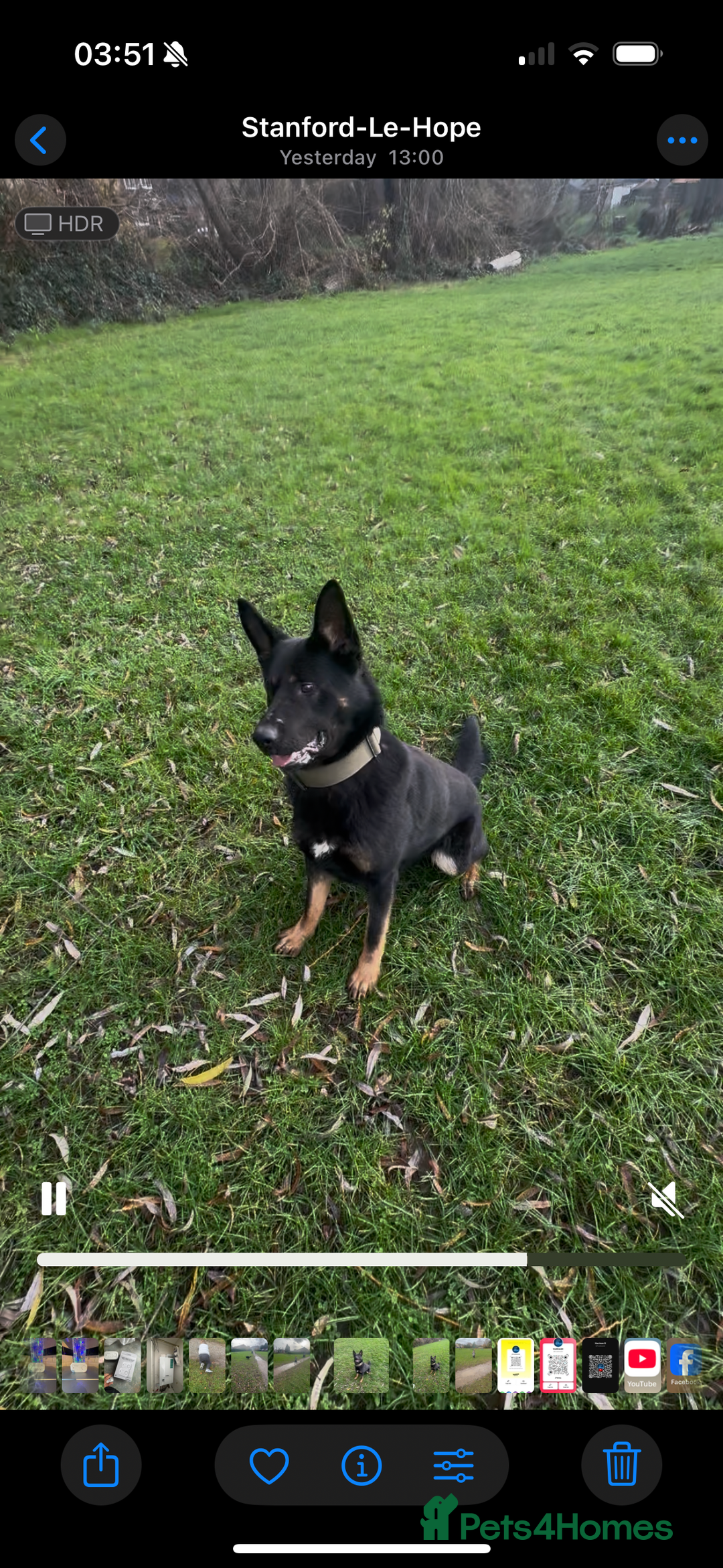 German Shepherd dogs for stud: Black & tan German Shepard for stud duties  - Advert 2