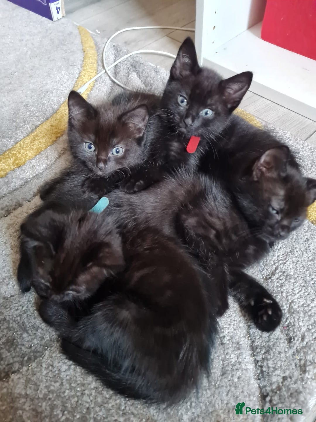 Mixed Breed cats for sale: 6 lovely devils are urgently looking for a human - Image 3
