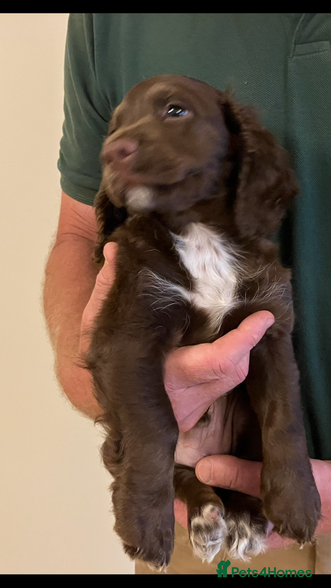 Cocker Spaniel dogs for sale: Outstanding Cocker Spaniel  - Image 10