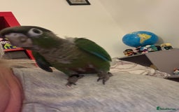 Conures birds for sale: 6 weeks tamed babies conure for sale - Image 12