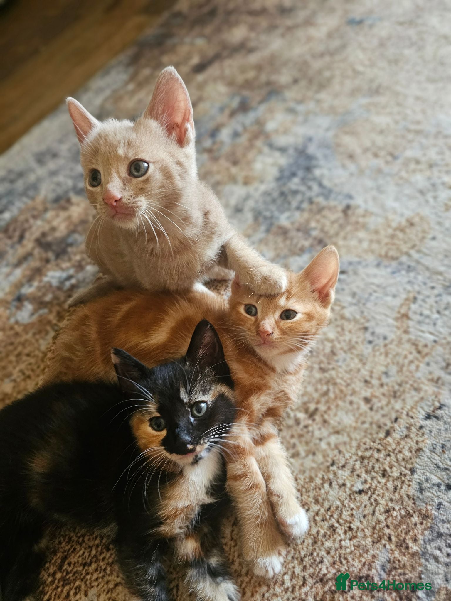 Mixed Breed cats 🐾 Gorgeous Kittens Available for Reservation 🐾 - Advert 3
