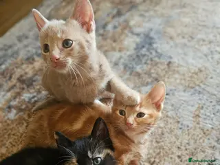 Mixed Breed cats 🐾 Gorgeous Kittens Available for Reservation 🐾 - Advert 3