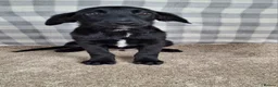 Mixed Breed dogs for sale: Flatcoat retriever x border collie - Advert 4