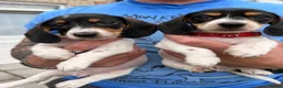 Dachshund dogs for sale: 4 adorable small dachshund girls available  - Advert 12