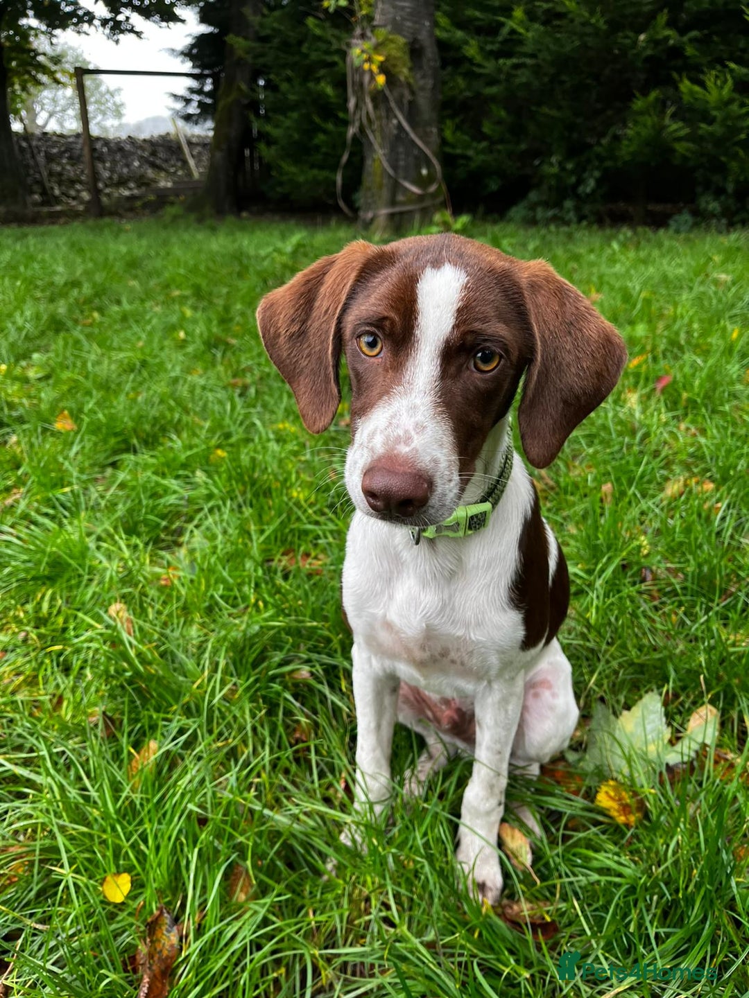 Pointer dogs for adoption: Julius is Ready for His Forever Home 🐾 - Image 2