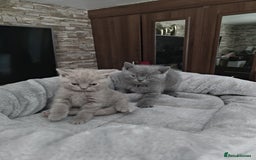 British Shorthair cats for sale: Beautiful British Shorthair Kitten. - Image 4