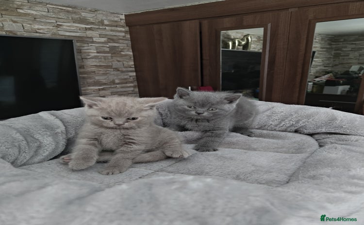 British Shorthair cats - Advert 1