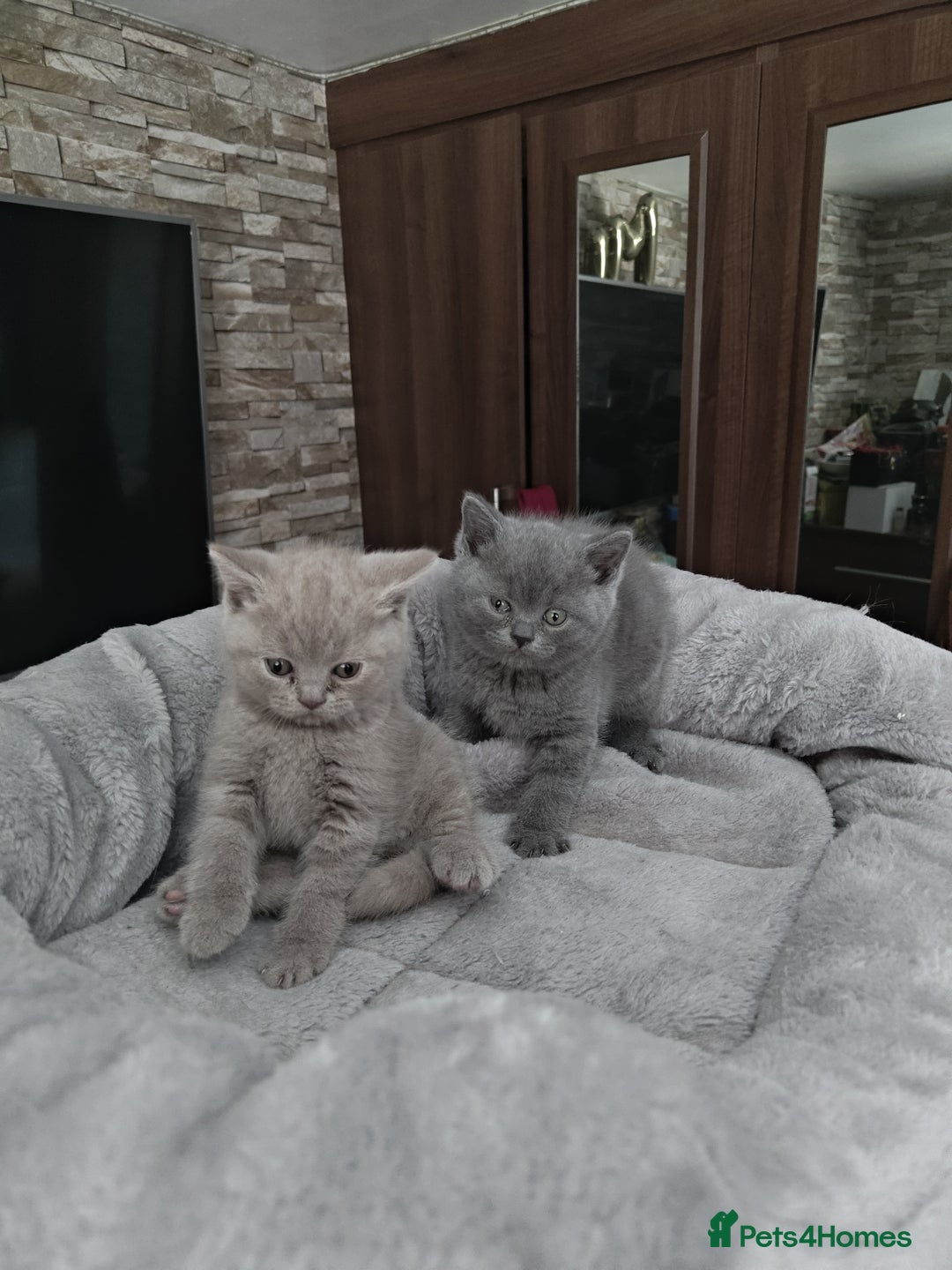British Shorthair cats for sale: Beautiful British Shorthair Kitten. - Image 4
