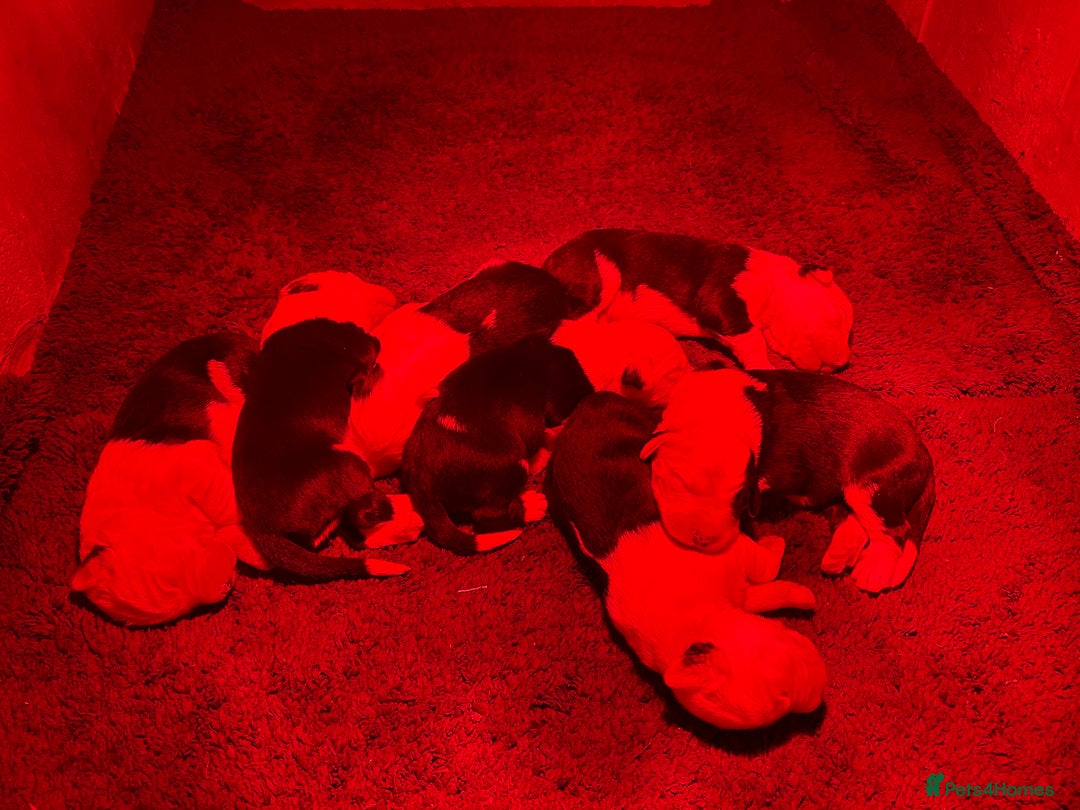 Old English Sheepdog dogs for sale: Kennel Club Reg Old English Sheepdog Puppies - Image 4