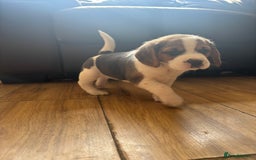 Beagle dogs for sale: 2 stunning Beagle Puppies, ready now in Sidcup - Image 20