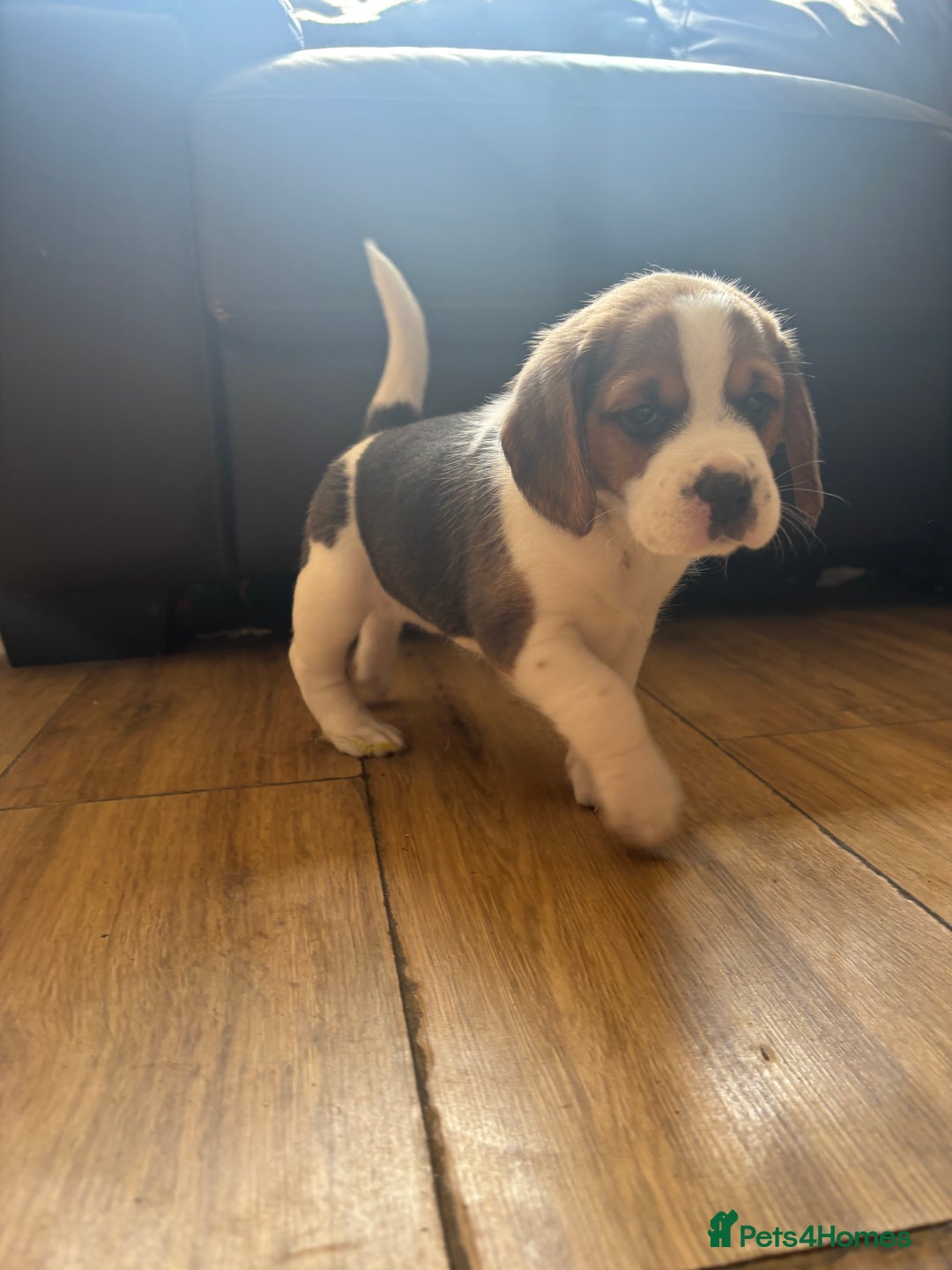 Beagle dogs for sale: 2 stunning Beagle Puppies, ready now in Sidcup - Image 20