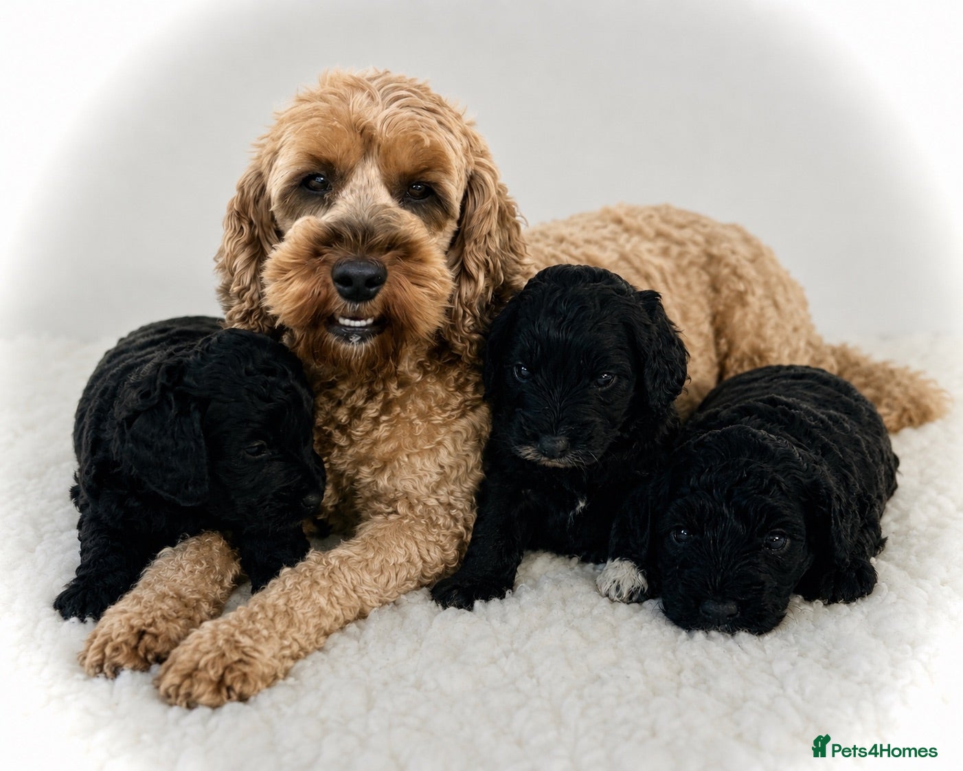 Cockapoo dogs F1b cockerpoos available to reserve  - Advert 15