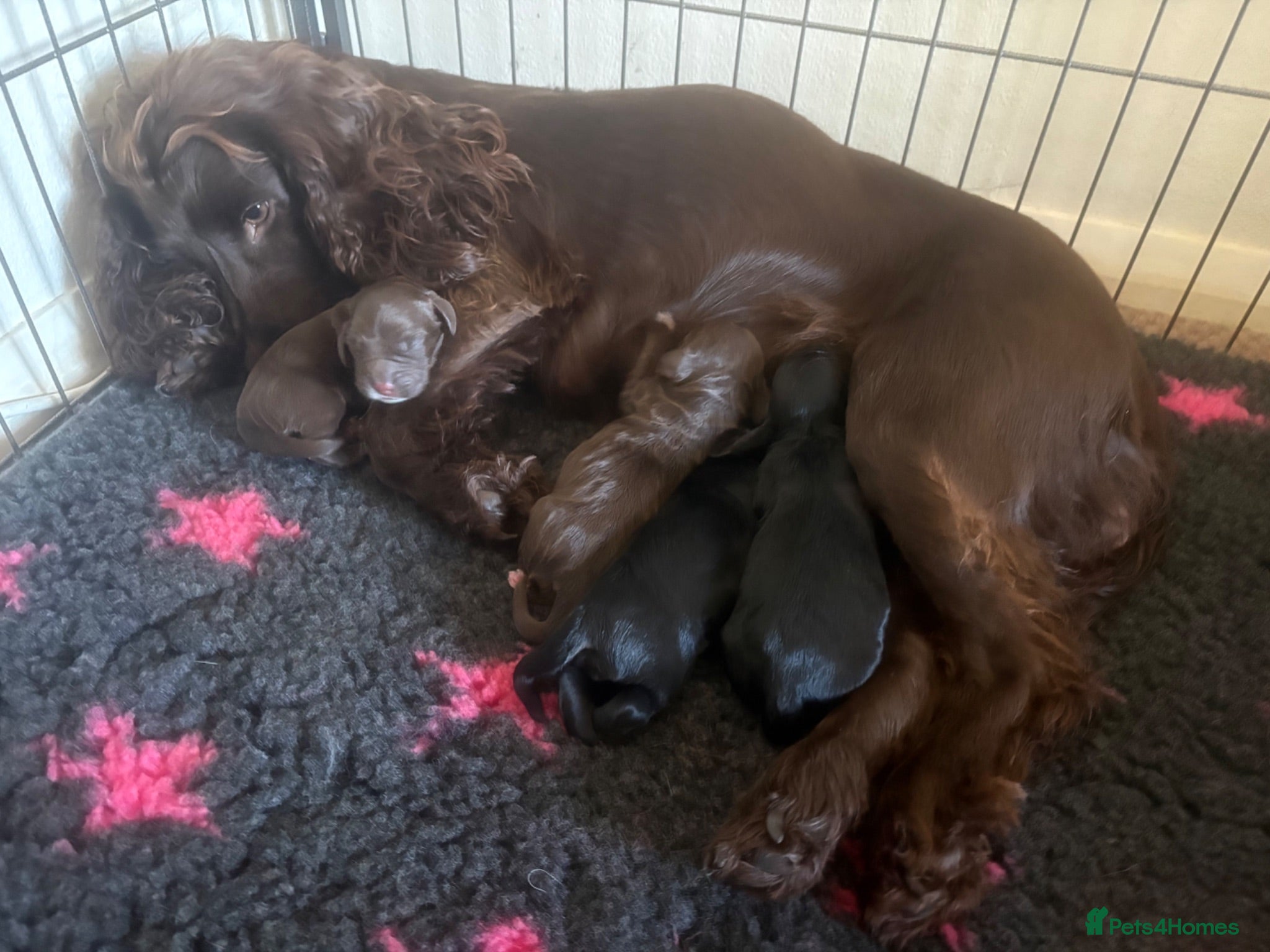 Cocker Spaniel dogs KC health tested Cocker spaniel puppies - Advert 1