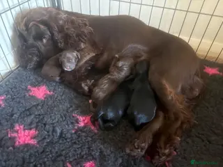 Cocker Spaniel dogs KC health tested Cocker spaniel puppies - Advert 4