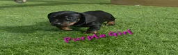 Miniature Dachshund dogs for sale: LAST PUP! Miniature Dachshund Puppies 🐶🐾 - Advert 31