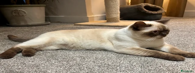 Cleopatra