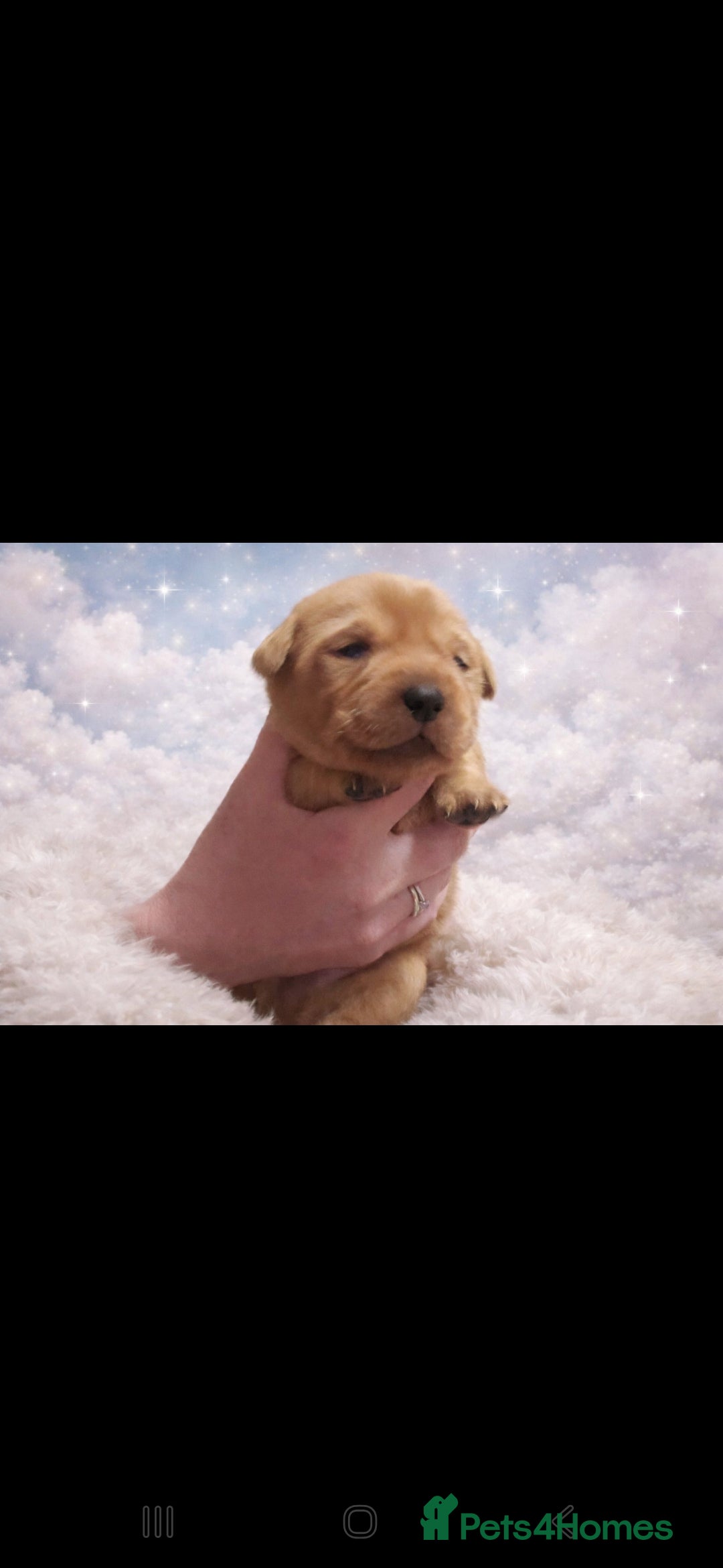 Labrador Retriever dogs Labrador litter - Advert 13