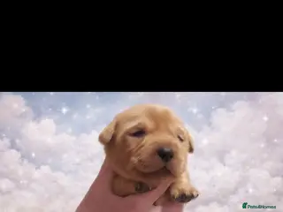 Labrador Retriever dogs Labrador litter - Advert 13