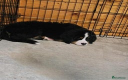 Bernese Mountain Dog dogs for sale: Bernese Mountain Dog - Advert 2