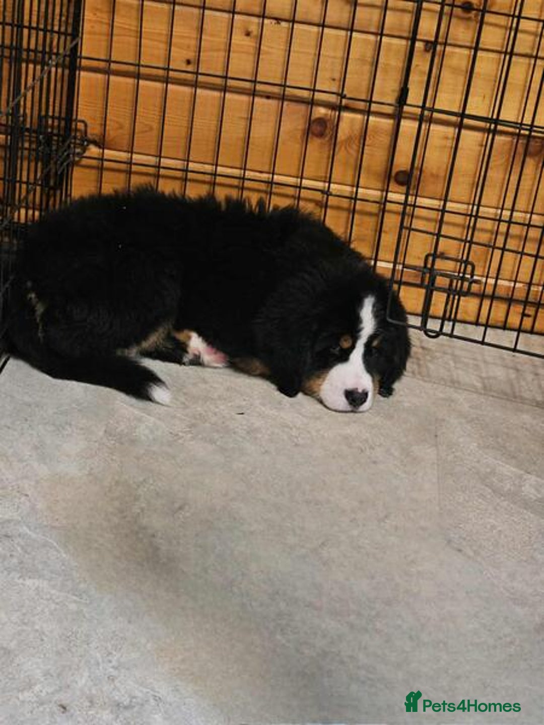 Bernese Mountain Dog dogs for sale: Bernese Mountain Dog - Advert 2