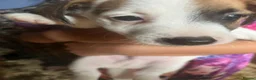 Jack Russell dogs for sale: Jack Russells puppy's  - Advert 5