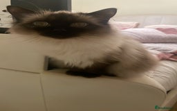 Ragdoll cats for sale: Pedigree ragdoll for sale - Image 1