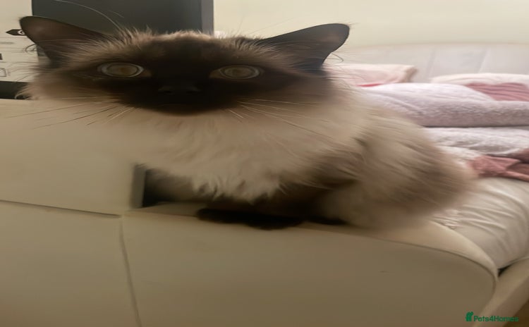 Ragdoll cats - Advert 15