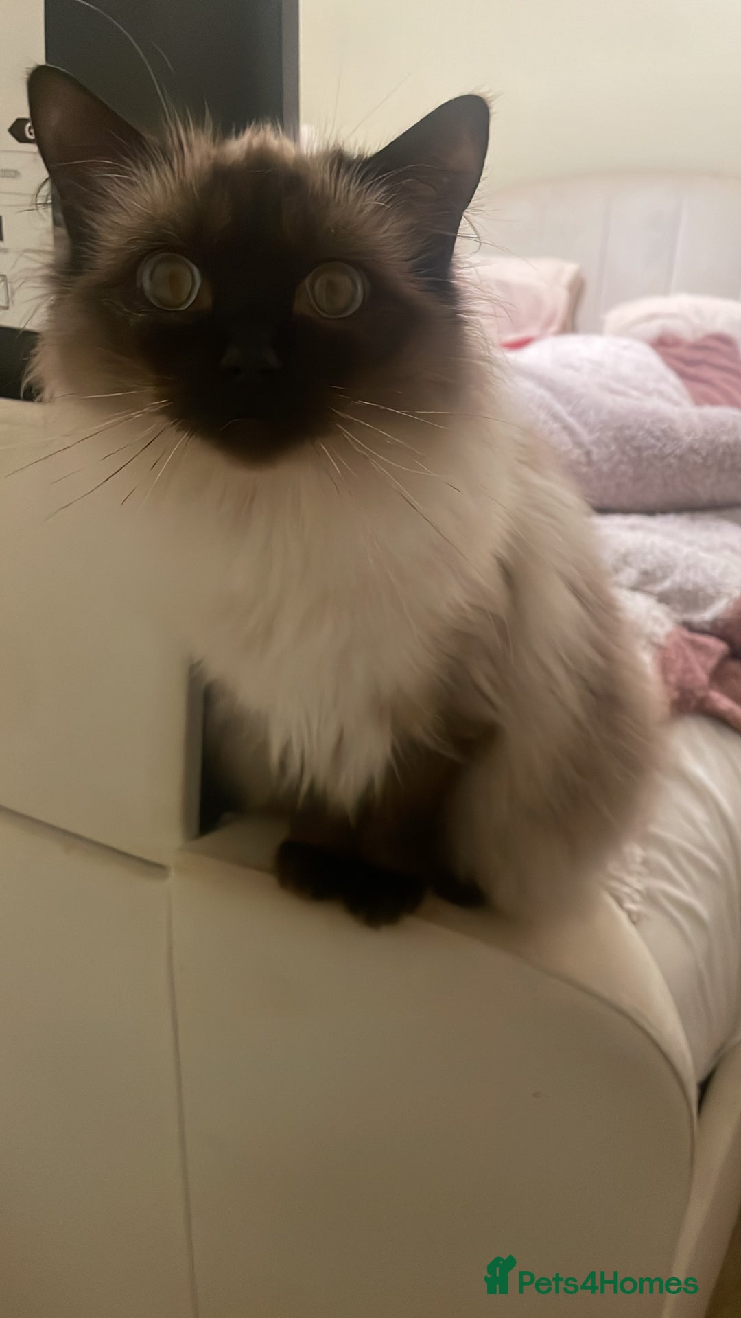 Ragdoll cats for sale: Pedigree ragdoll for sale - Image 1