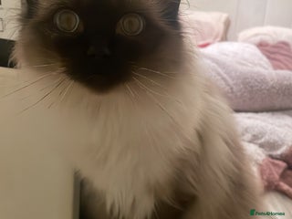 Ragdoll cats - Advert 24