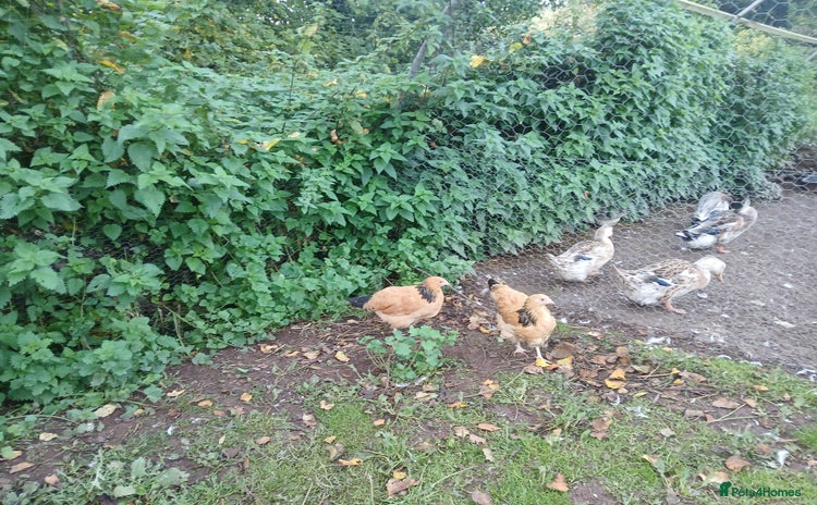 Chickens poultry - Advert 8