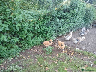 Chickens poultry - Advert 1