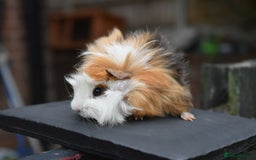 Guinea Pig rodents for sale: 9 Month Old Male Guinea Pigs Looking For Homes in Wigan - Image 3