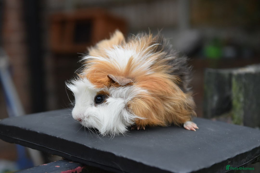 Guinea Pig rodents for sale: 9 Month Old Male Guinea Pigs Looking For Homes in Wigan - Image 3