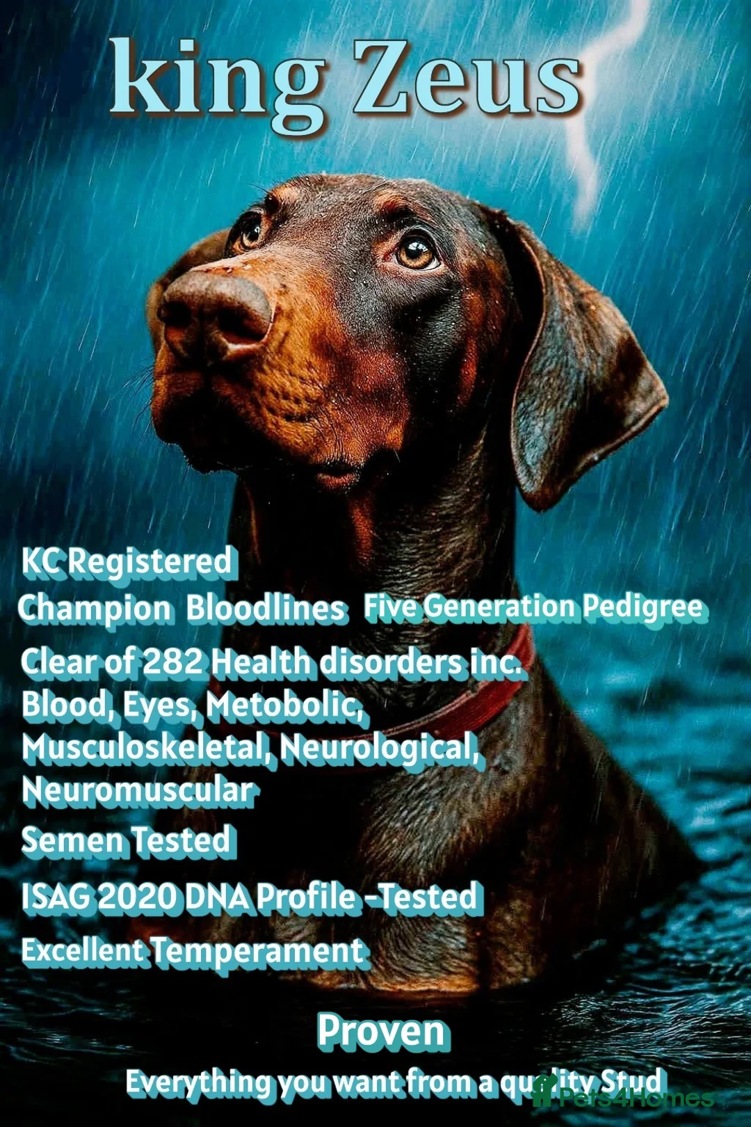 Dobermann dogs for stud: King Zeus-Proven Stud - Advert 1