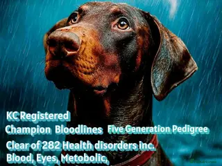 Dobermann dogs King Zeus-Proven Stud - Advert 4